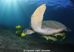 the golden hour at Marsa Alam by Cipriano (ripli) Gonzalez 